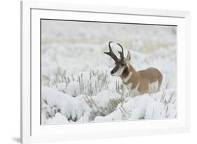 Pronghorn Antelope buck-Ken Archer-Framed Photographic Print