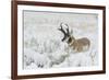 Pronghorn Antelope buck-Ken Archer-Framed Photographic Print
