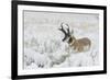 Pronghorn Antelope buck-Ken Archer-Framed Photographic Print