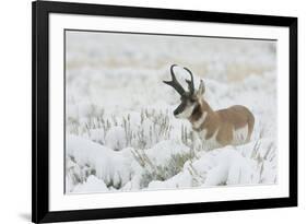 Pronghorn Antelope buck-Ken Archer-Framed Photographic Print