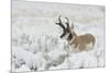 Pronghorn Antelope buck-Ken Archer-Mounted Photographic Print