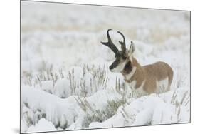 Pronghorn Antelope buck-Ken Archer-Mounted Photographic Print