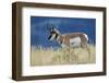 Pronghorn antelope buck-Ken-Framed Photographic Print