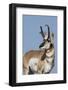 Pronghorn antelope buck-Ken Archer-Framed Photographic Print