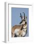 Pronghorn antelope buck-Ken Archer-Framed Photographic Print