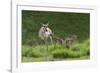 Pronghorn antelope doe with twin newborn fawns-Ken-Framed Photographic Print