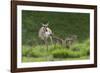 Pronghorn antelope doe with twin newborn fawns-Ken-Framed Photographic Print