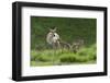 Pronghorn antelope doe with twin newborn fawns-Ken-Framed Photographic Print