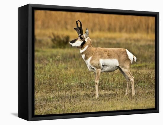 Pronghorn, Antelope Flats, Grand Teton National Park, Wyoming, USA-Michel Hersen-Framed Stretched Canvas
