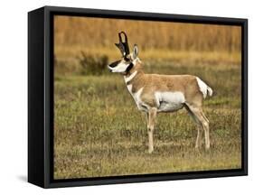 Pronghorn, Antelope Flats, Grand Teton National Park, Wyoming, USA-Michel Hersen-Framed Stretched Canvas