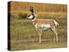 Pronghorn, Antelope Flats, Grand Teton National Park, Wyoming, USA-Michel Hersen-Stretched Canvas