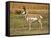 Pronghorn, Antelope Flats, Grand Teton National Park, Wyoming, USA-Michel Hersen-Framed Stretched Canvas