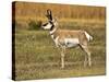 Pronghorn, Antelope Flats, Grand Teton National Park, Wyoming, USA-Michel Hersen-Stretched Canvas