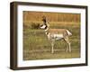 Pronghorn, Antelope Flats, Grand Teton National Park, Wyoming, USA-Michel Hersen-Framed Premium Photographic Print