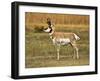 Pronghorn, Antelope Flats, Grand Teton National Park, Wyoming, USA-Michel Hersen-Framed Premium Photographic Print