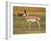 Pronghorn, Antelope Flats, Grand Teton National Park, Wyoming, USA-Michel Hersen-Framed Premium Photographic Print