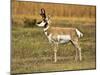 Pronghorn, Antelope Flats, Grand Teton National Park, Wyoming, USA-Michel Hersen-Mounted Premium Photographic Print