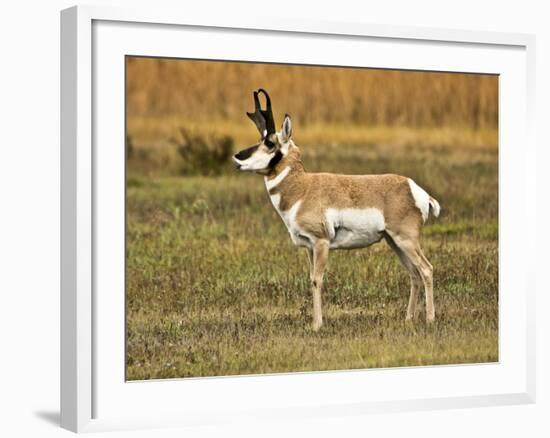 Pronghorn, Antelope Flats, Grand Teton National Park, Wyoming, USA-Michel Hersen-Framed Photographic Print