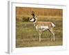 Pronghorn, Antelope Flats, Grand Teton National Park, Wyoming, USA-Michel Hersen-Framed Photographic Print