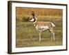 Pronghorn, Antelope Flats, Grand Teton National Park, Wyoming, USA-Michel Hersen-Framed Photographic Print