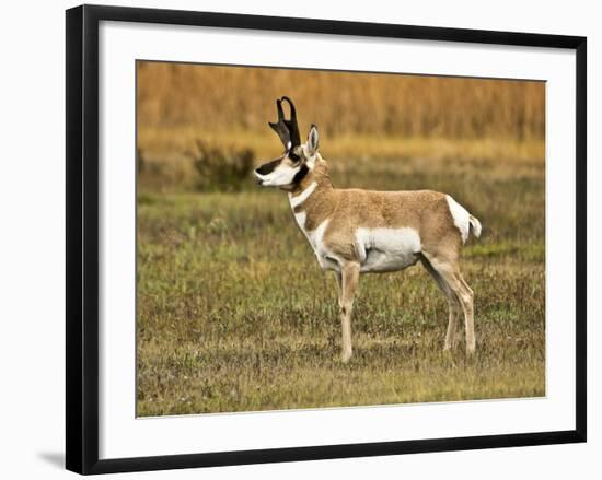 Pronghorn, Antelope Flats, Grand Teton National Park, Wyoming, USA-Michel Hersen-Framed Photographic Print