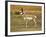 Pronghorn, Antelope Flats, Grand Teton National Park, Wyoming, USA-Michel Hersen-Framed Photographic Print