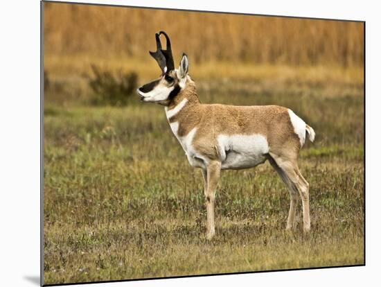 Pronghorn, Antelope Flats, Grand Teton National Park, Wyoming, USA-Michel Hersen-Mounted Photographic Print