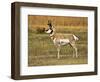 Pronghorn, Antelope Flats, Grand Teton National Park, Wyoming, USA-Michel Hersen-Framed Photographic Print