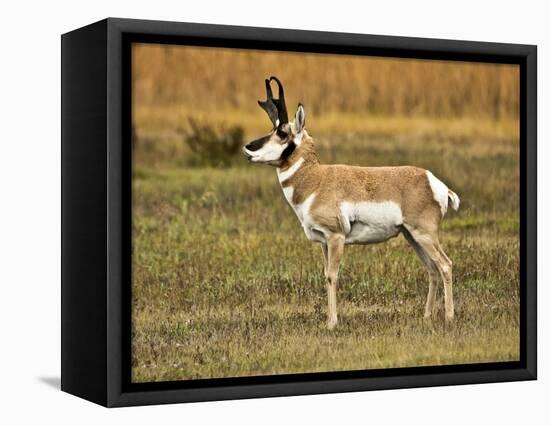 Pronghorn, Antelope Flats, Grand Teton National Park, Wyoming, USA-Michel Hersen-Framed Stretched Canvas