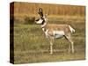 Pronghorn, Antelope Flats, Grand Teton National Park, Wyoming, USA-Michel Hersen-Stretched Canvas