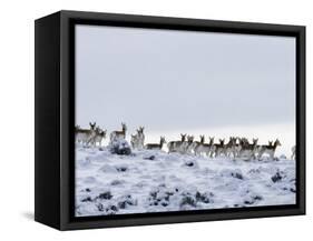 Pronghorn Antelope, Herd in Snow, Southwestern Wyoming, USA-Carol Walker-Framed Stretched Canvas