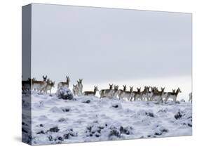 Pronghorn Antelope, Herd in Snow, Southwestern Wyoming, USA-Carol Walker-Stretched Canvas