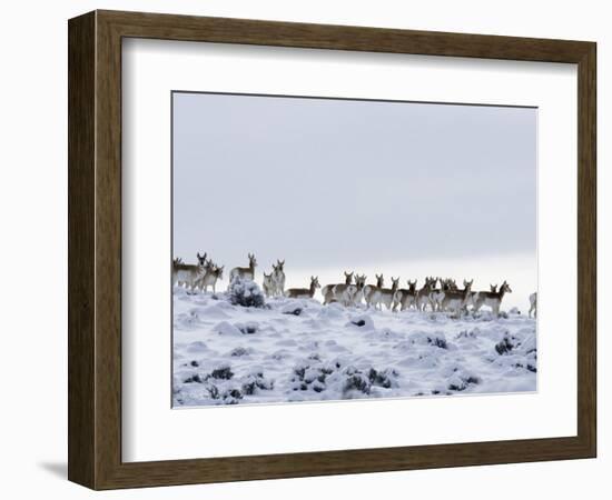 Pronghorn Antelope, Herd in Snow, Southwestern Wyoming, USA-Carol Walker-Framed Premium Photographic Print