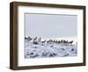 Pronghorn Antelope, Herd in Snow, Southwestern Wyoming, USA-Carol Walker-Framed Premium Photographic Print