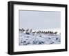 Pronghorn Antelope, Herd in Snow, Southwestern Wyoming, USA-Carol Walker-Framed Premium Photographic Print