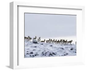 Pronghorn Antelope, Herd in Snow, Southwestern Wyoming, USA-Carol Walker-Framed Premium Photographic Print