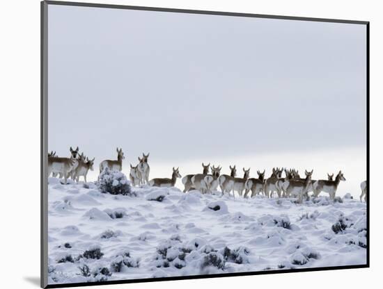 Pronghorn Antelope, Herd in Snow, Southwestern Wyoming, USA-Carol Walker-Mounted Premium Photographic Print