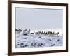 Pronghorn Antelope, Herd in Snow, Southwestern Wyoming, USA-Carol Walker-Framed Photographic Print