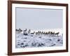 Pronghorn Antelope, Herd in Snow, Southwestern Wyoming, USA-Carol Walker-Framed Photographic Print