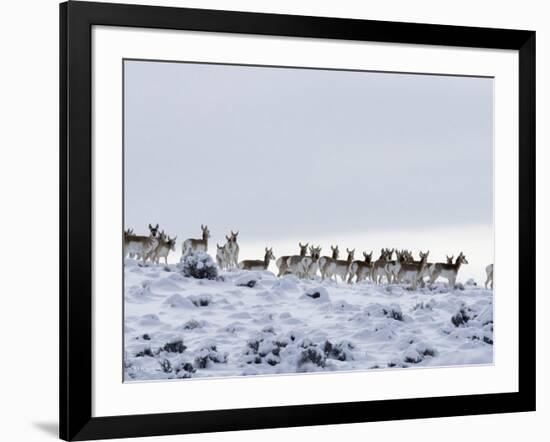 Pronghorn Antelope, Herd in Snow, Southwestern Wyoming, USA-Carol Walker-Framed Photographic Print