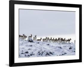 Pronghorn Antelope, Herd in Snow, Southwestern Wyoming, USA-Carol Walker-Framed Photographic Print