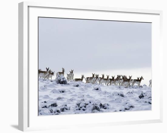 Pronghorn Antelope, Herd in Snow, Southwestern Wyoming, USA-Carol Walker-Framed Photographic Print