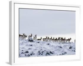 Pronghorn Antelope, Herd in Snow, Southwestern Wyoming, USA-Carol Walker-Framed Photographic Print