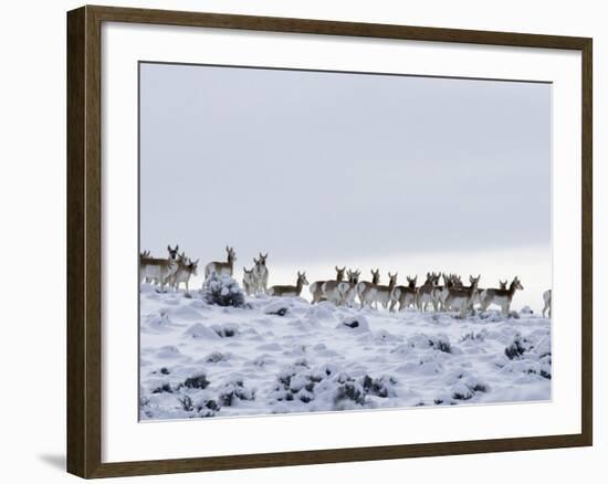 Pronghorn Antelope, Herd in Snow, Southwestern Wyoming, USA-Carol Walker-Framed Photographic Print