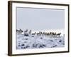 Pronghorn Antelope, Herd in Snow, Southwestern Wyoming, USA-Carol Walker-Framed Photographic Print