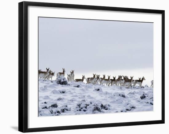 Pronghorn Antelope, Herd in Snow, Southwestern Wyoming, USA-Carol Walker-Framed Photographic Print