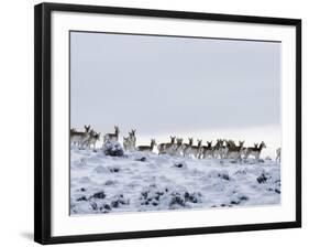 Pronghorn Antelope, Herd in Snow, Southwestern Wyoming, USA-Carol Walker-Framed Photographic Print