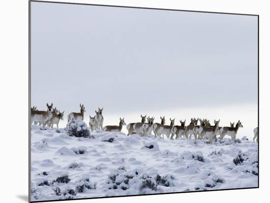 Pronghorn Antelope, Herd in Snow, Southwestern Wyoming, USA-Carol Walker-Mounted Photographic Print