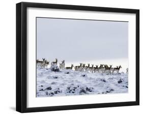 Pronghorn Antelope, Herd in Snow, Southwestern Wyoming, USA-Carol Walker-Framed Photographic Print