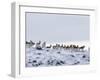 Pronghorn Antelope, Herd in Snow, Southwestern Wyoming, USA-Carol Walker-Framed Photographic Print